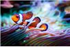 fot. pixabay