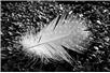 fot. pixabay