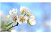 fot. pixabay