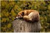 fot. pixabay
