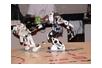Robo One - japońskie walki robotów