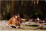 Tkanka myszy w biohybrydowych robotach