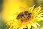 Wyjątkowa pszczoła Festo