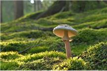 fot. pixabay fot. pixabay