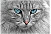 fot. pixabay