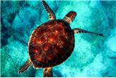 Zrobotyzowane żółwie podbijają ocean