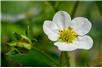 fot. pixabay