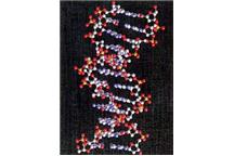 Nanoczujnik do wykrywania DNA