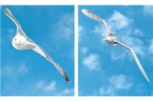 Niesamowita mechaniczna mewa Festo SmartBird [video]