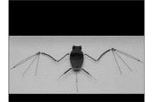 Miniaturowy robot nietoperz