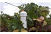 Grape Networks szykuje się do podboju europejskich winnic