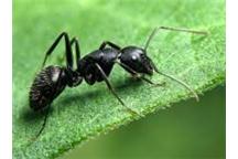 Czujnik na podczerwień bada dynamikę ruchu mrówek