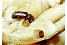 Urządzenie wykrywające w magazynowanym zbożu insekty Urządzenie wykrywające w magazynowanym zbożu insekty