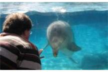 TWIPS. Nowy sonar inspirowany delfinami TWIPS. Nowy sonar inspirowany delfinami