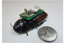 Karaluch-cyborg na ratunek ludziom Karaluch-cyborg na ratunek ludziom