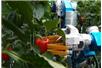 Robot do zbierania papryki
