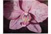 Orchidea poprawi komunikację człowiek komputer