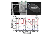 Nanoczujnik wilgoci na bakterii Nanoczujnik wilgoci na bakterii