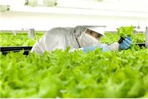 W pełni zrobotyzowana farma w Japonii